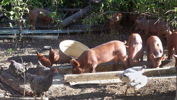 Ohio Pork and Poultry, owned by Shawn Dostie, raises animals for clients on contract.
